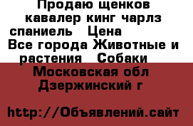 Продаю щенков кавалер кинг чарлз спаниель › Цена ­ 40 000 - Все города Животные и растения » Собаки   . Московская обл.,Дзержинский г.